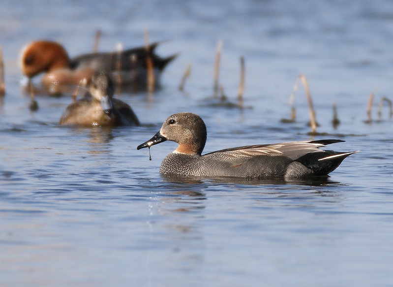 Gadwall