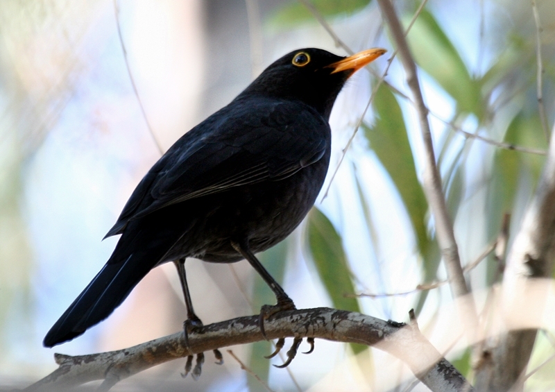 Common Blackbird