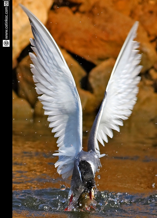 Whiskered Tern