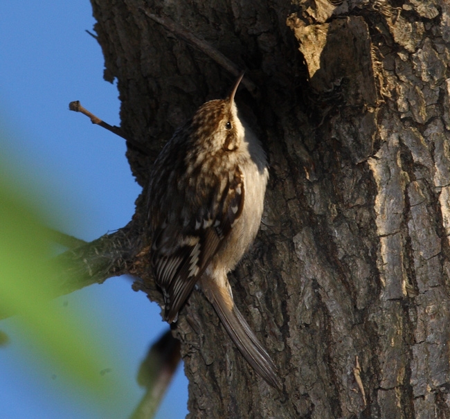 Short-toed Treecreeper