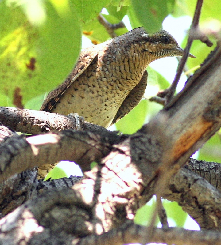 Eurasian Wryneck