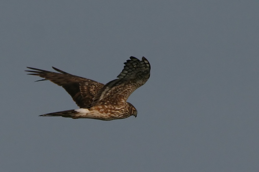 Hen Harrier