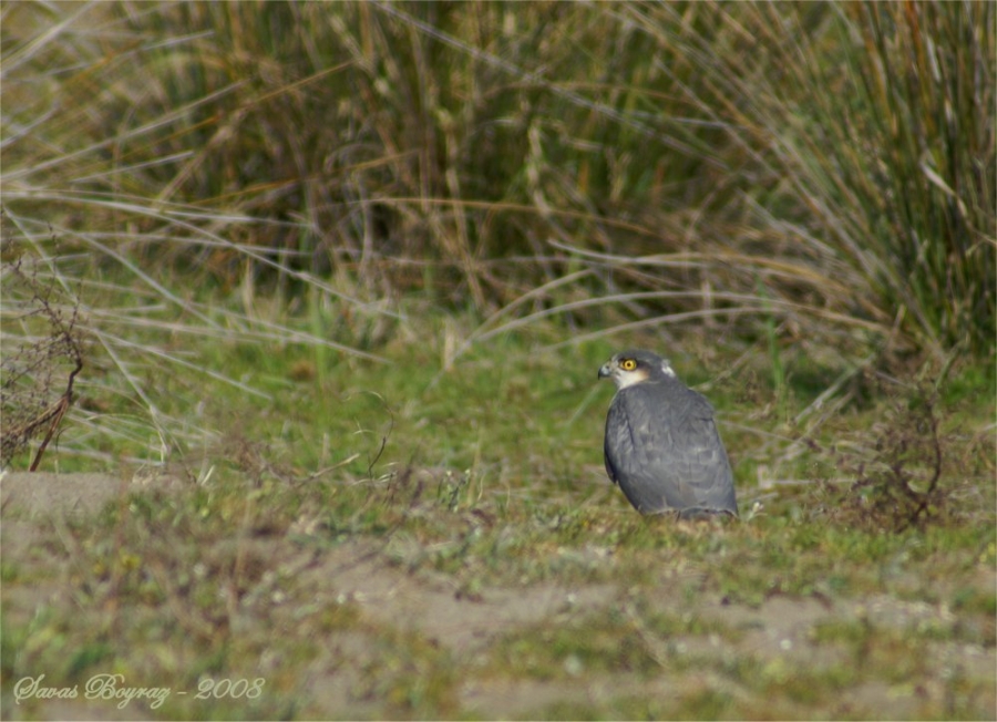 Eurasian Sparrowhawk
