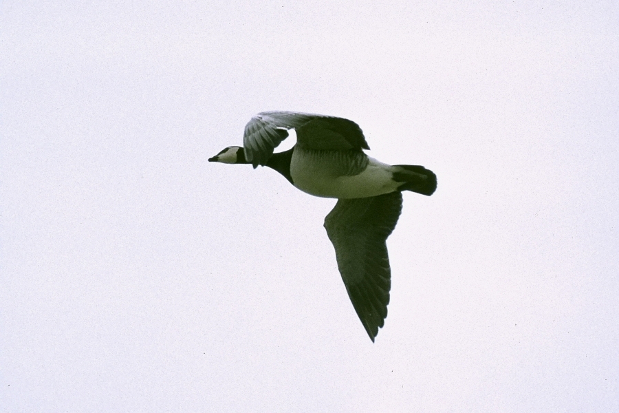 Barnacle Goose