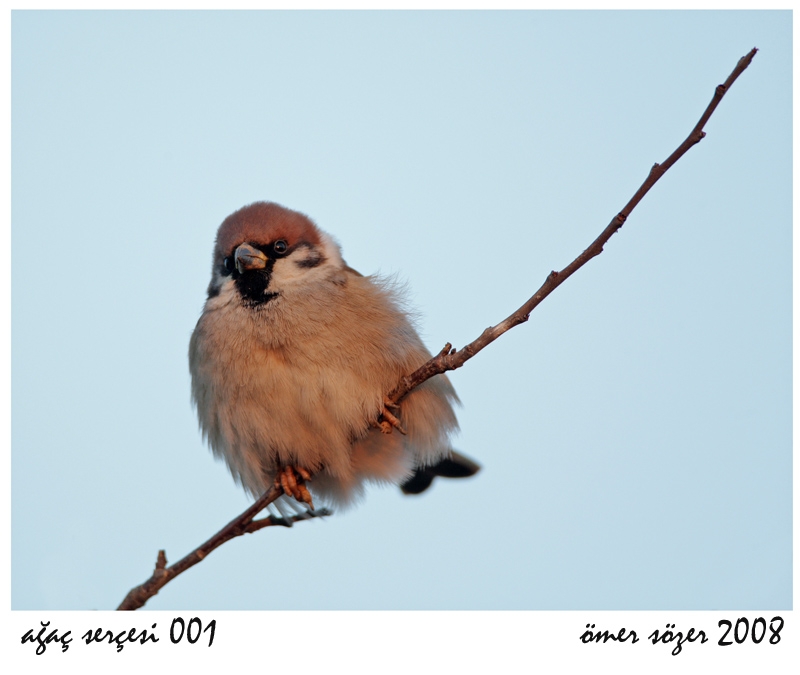 Eurasian Tree Sparrow
