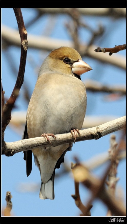 Hawfinch