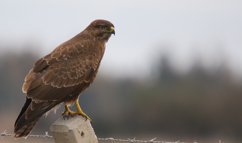 Common Buzzard