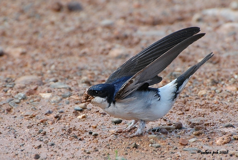 Western House Martin