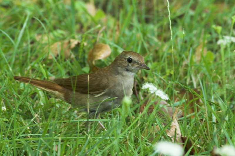Common Nightingale