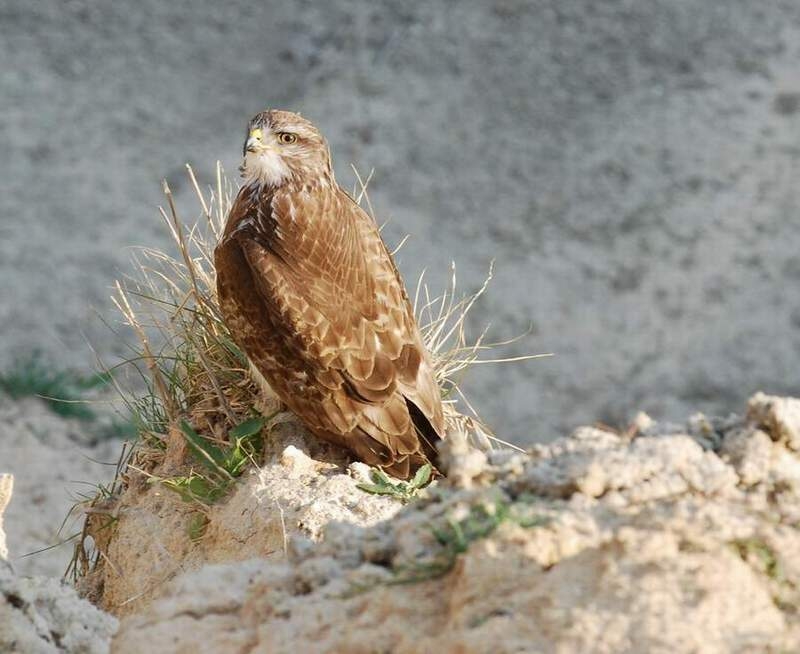 Common Buzzard