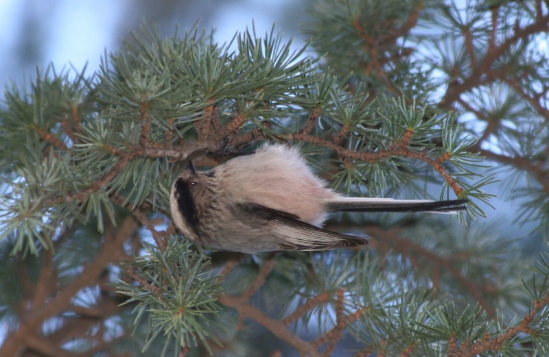 Long-tailed Tit