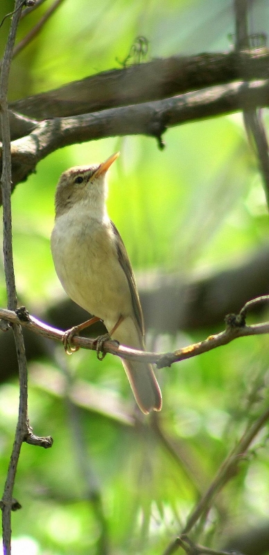 Eastern Olivaceous Warbler