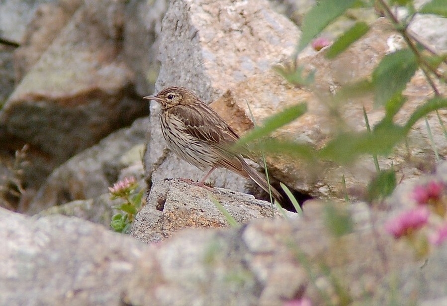 Tree Pipit