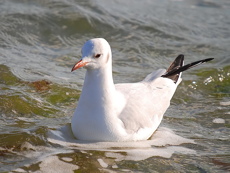 Slender-billed Gull