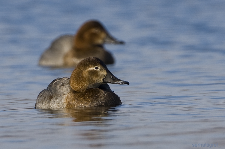 Common Pochard