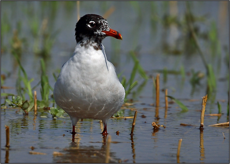 Mediterranean Gull