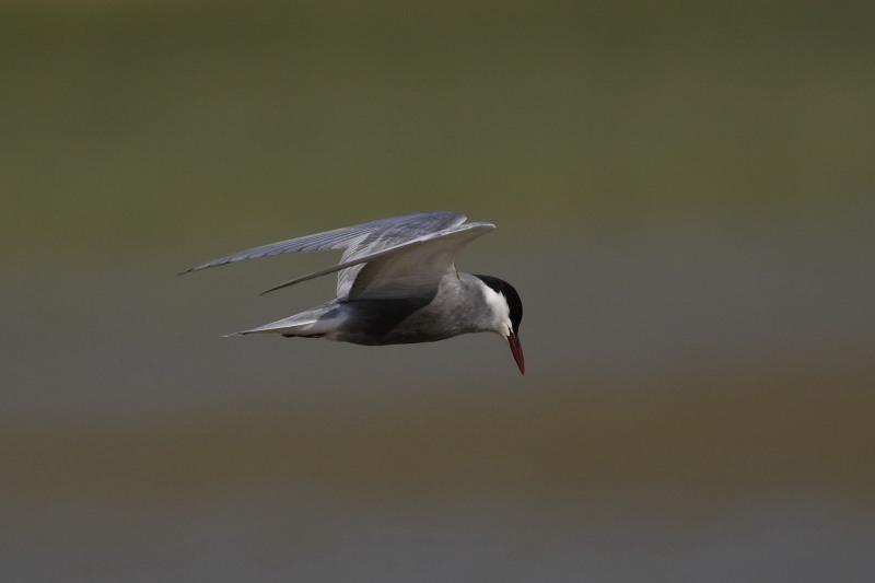 Whiskered Tern