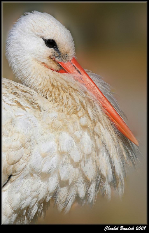 White Stork