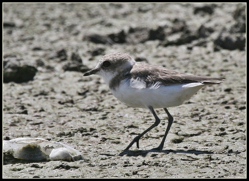Kentish Plover