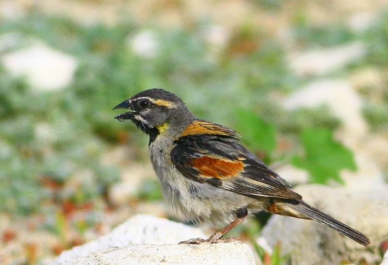 Dead Sea Sparrow