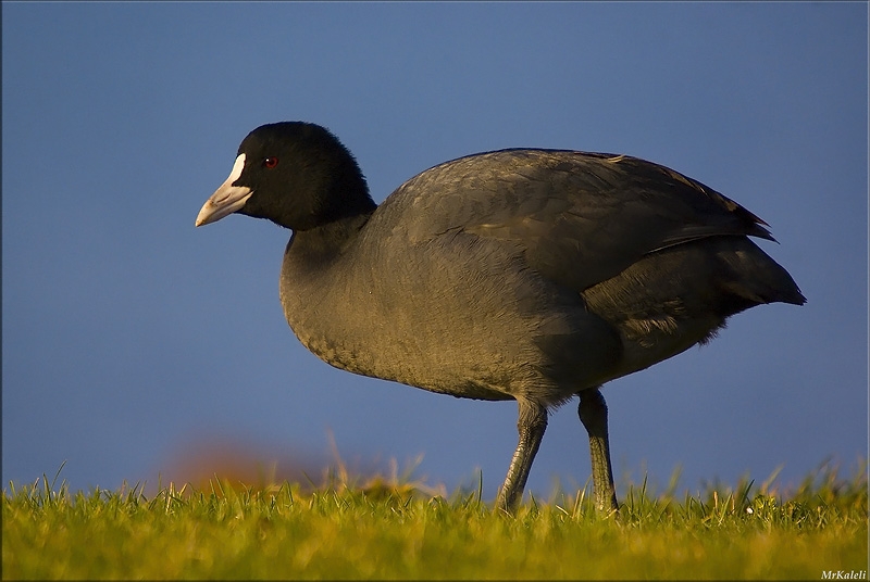 Eurasian Coot