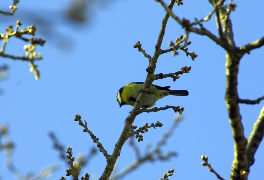 Eurasian Blue Tit