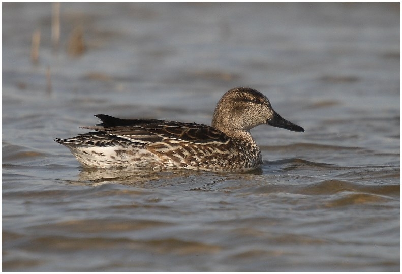 Eurasian Teal