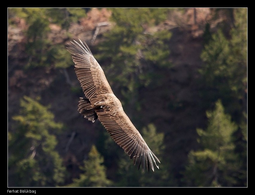 Cinereous Vulture