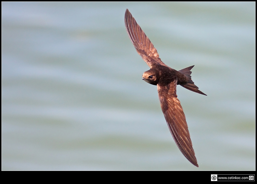 Common Swift