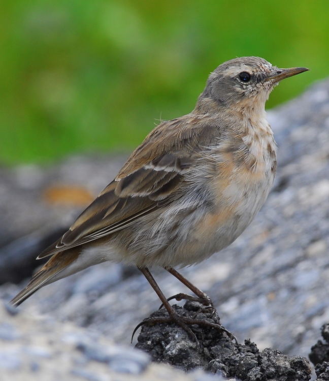 Water Pipit