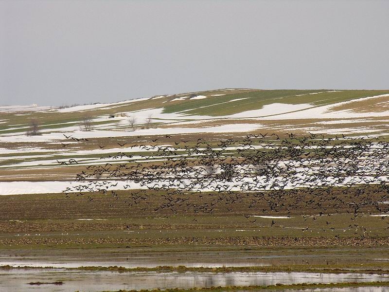 Greater White-fronted Goose