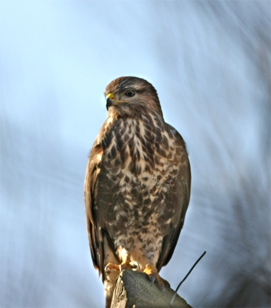 Common Buzzard