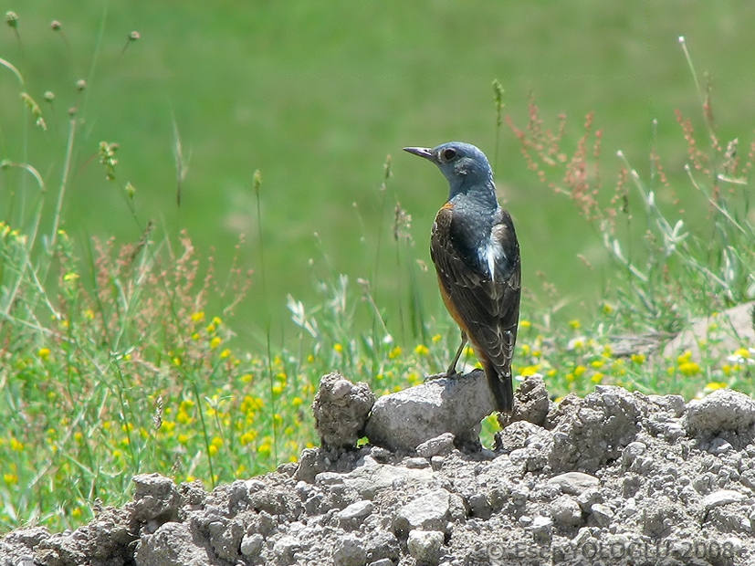 Common Rock Thrush