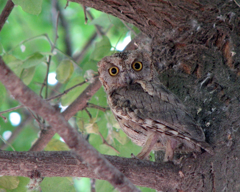 Eurasian Scops Owl