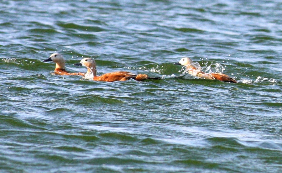 Ruddy Shelduck