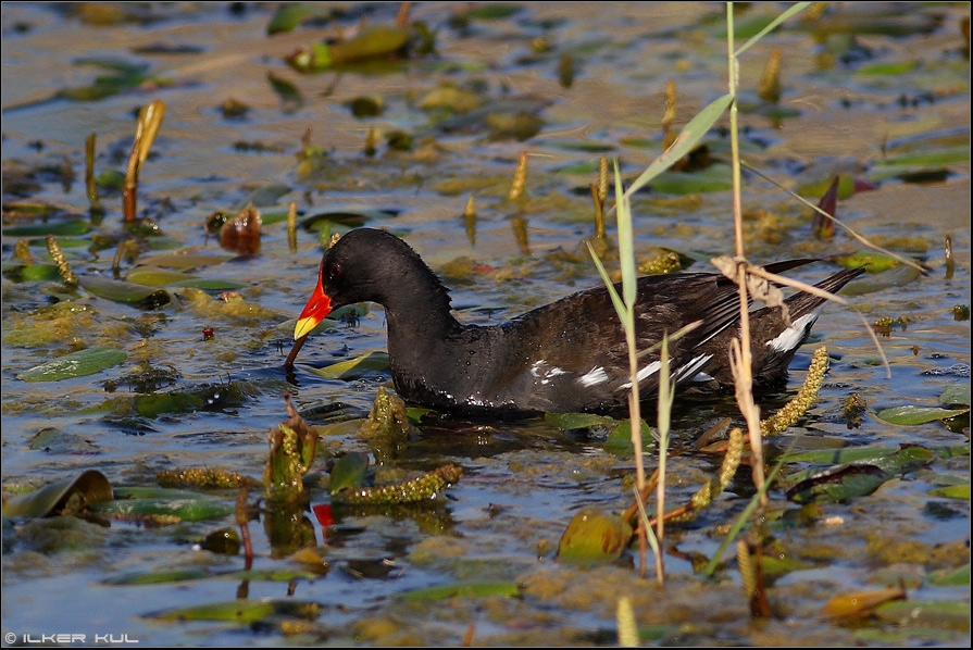 Common Moorhen