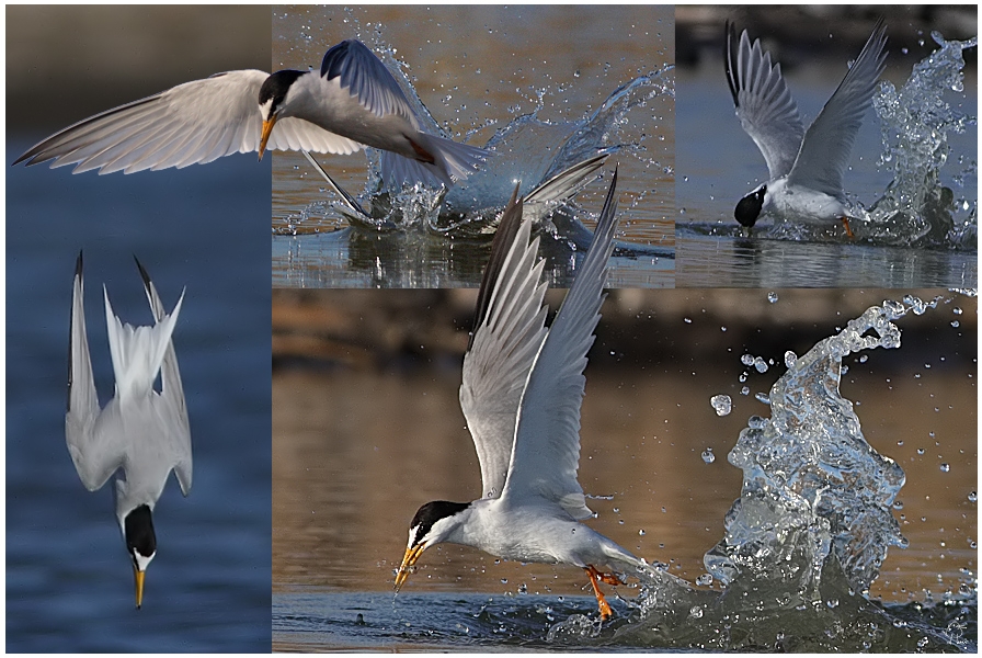 Little Tern