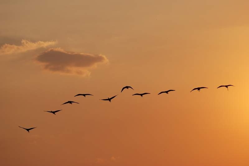 Glossy Ibis