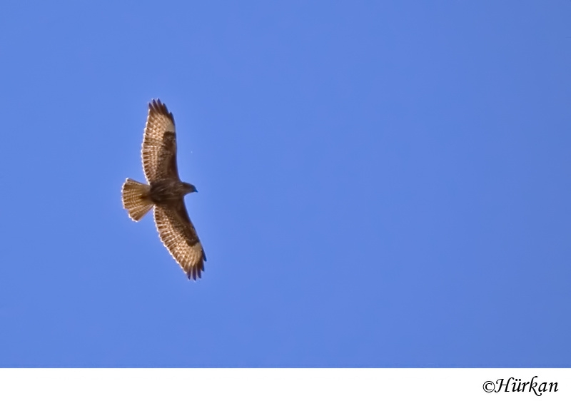 Common Buzzard
