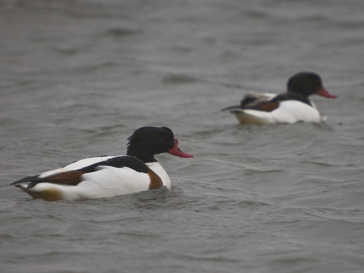 Common Shelduck