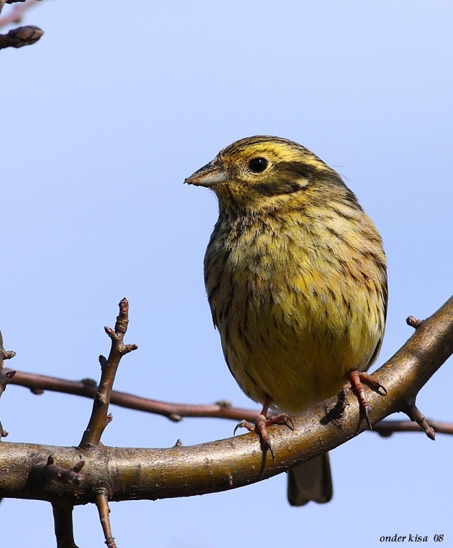 Cirl Bunting
