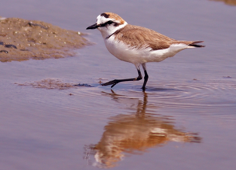 Kentish Plover