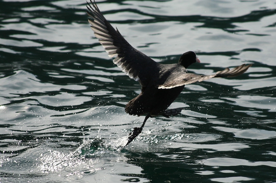 Eurasian Coot