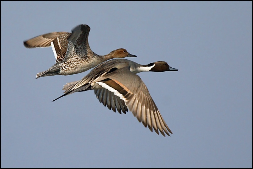 Northern Pintail