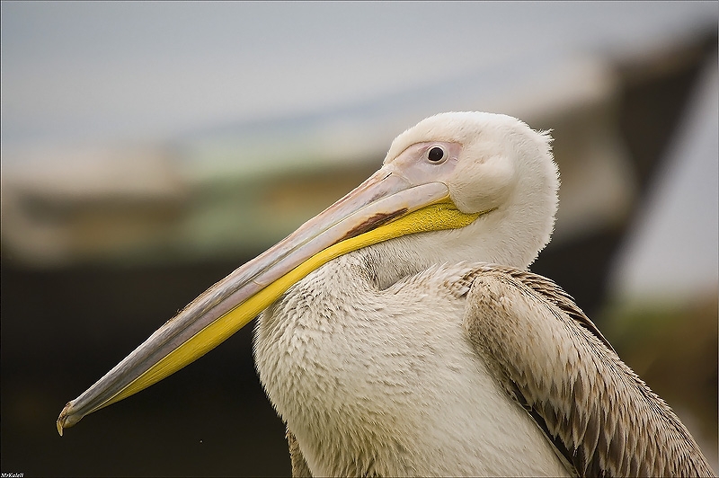 Great White Pelican