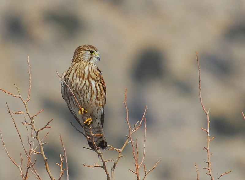 Common Kestrel