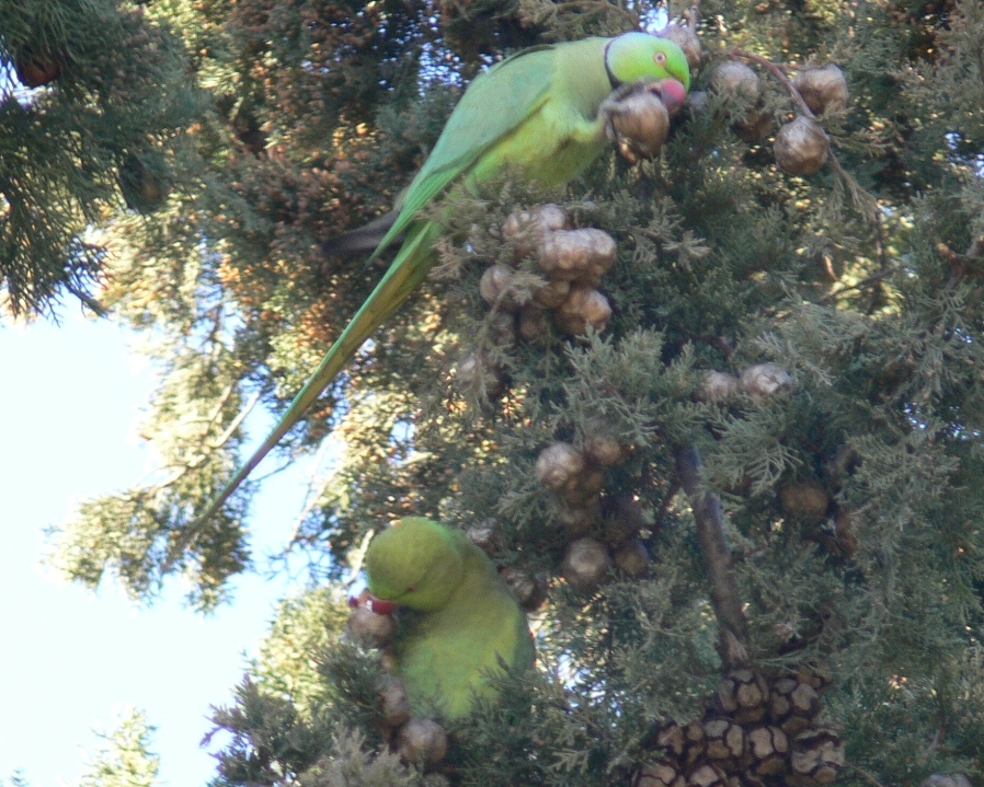 Rose-ringed Parakeet