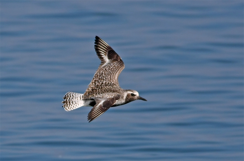 Grey Plover