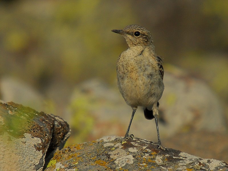Isabelline Wheatear