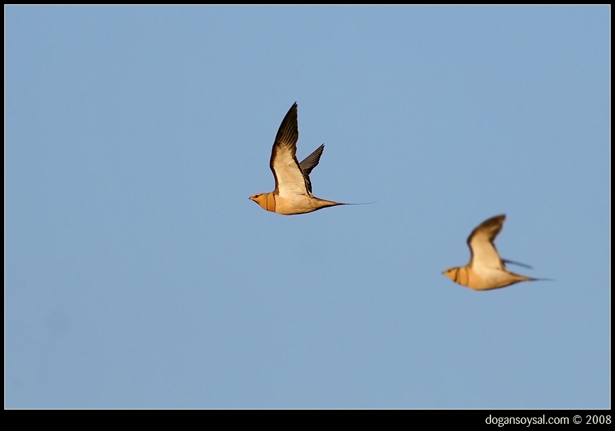 Pin-tailed Sandgrouse
